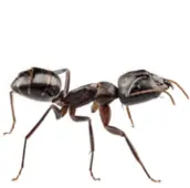 ant infestation stony lake