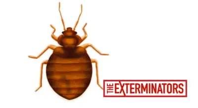 bed bug treatment stony lake