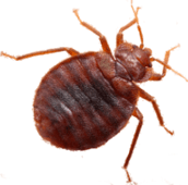 bed bug exterminator stony lake