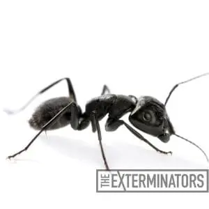 ant exterminator stony lake