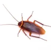 cockroach infestation stony lake