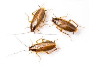 cockroach exterminator stony lake