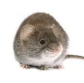 mouse control stony lake