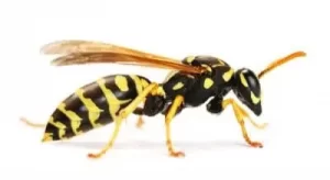 wasp next removal stony lake